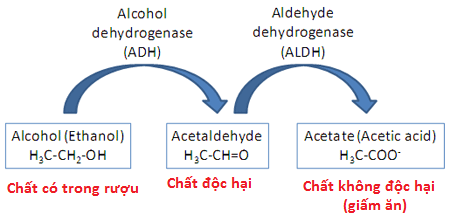 Cơ chế chuyển hóa ethanol trong cơ thể