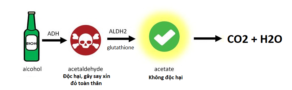 Acetaldehyde chính là nguyên nhân gây say xỉn.