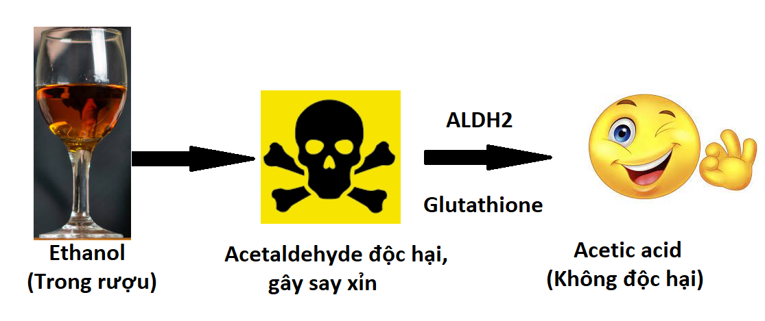 Quá trình chuyển hóa rượu trong cơ thể