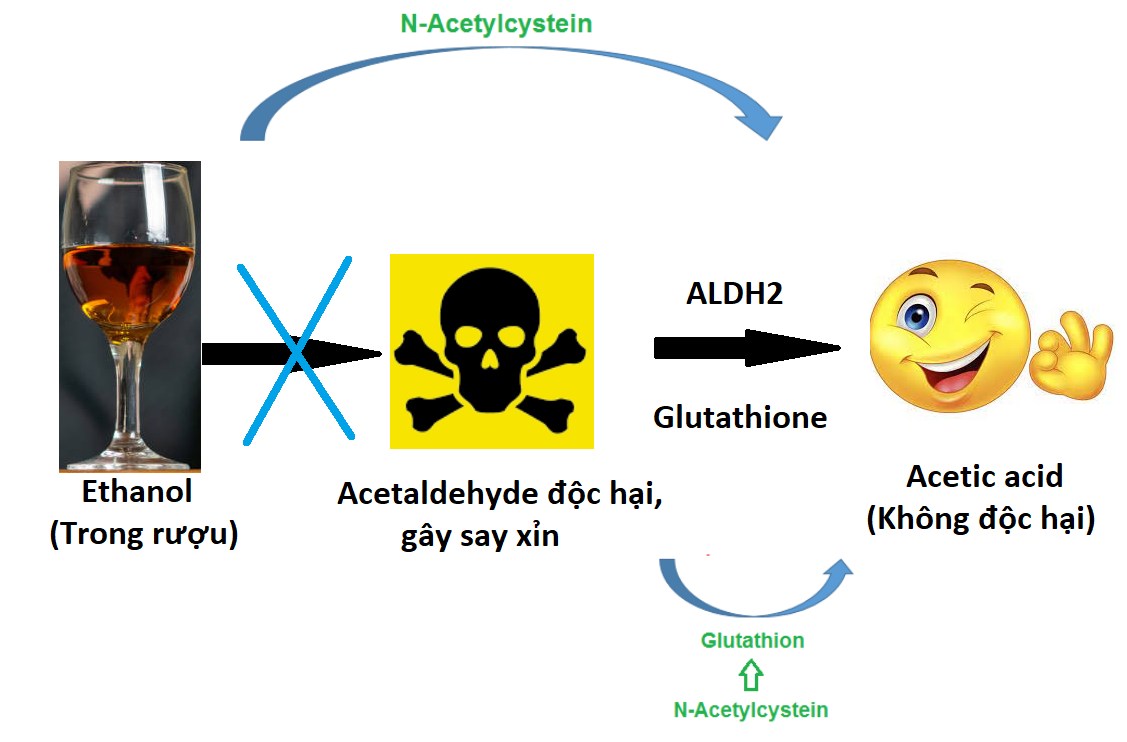 Tác dụng kép của N-Acetylcystein