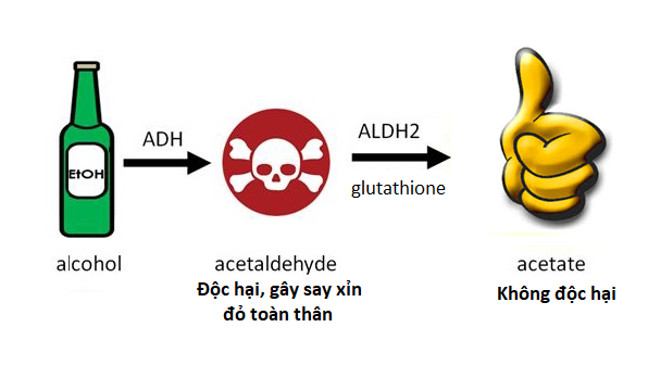 Quá trình chuyển hóa rượu trong cơ thể