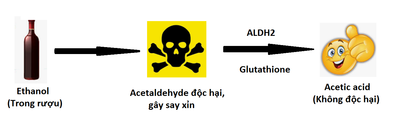 Quá trình chuyển hóa rượu bia trong cơ thể