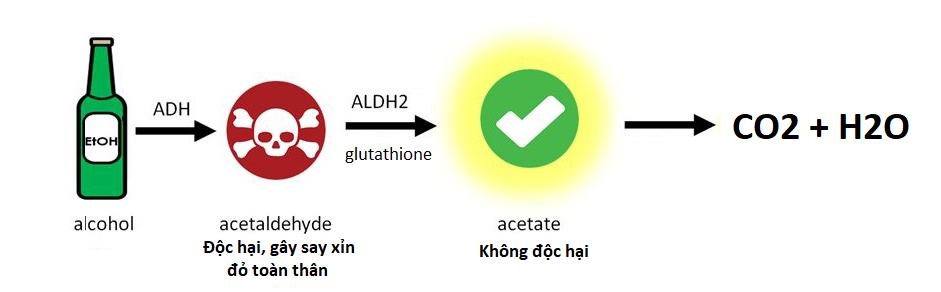 Cơ chế chuyển hóa chính của rượu