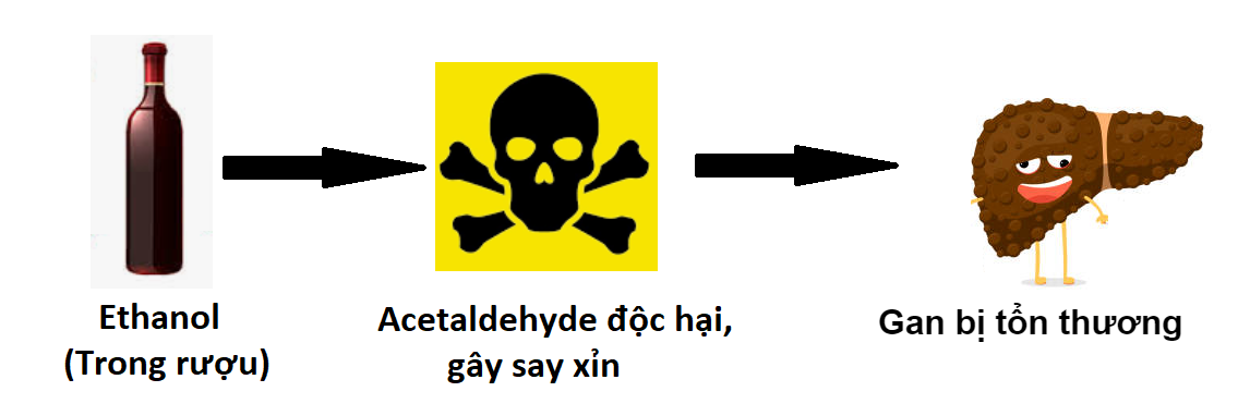 Acetaldehyde là thủ phạm gây độc cho gan