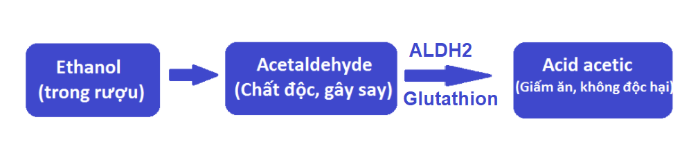  Quá trình chuyển hóa của rượu trong cơ thể