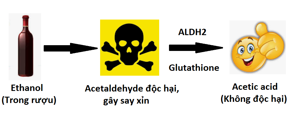 Cơ chế chuyển hóa rượu trong gan