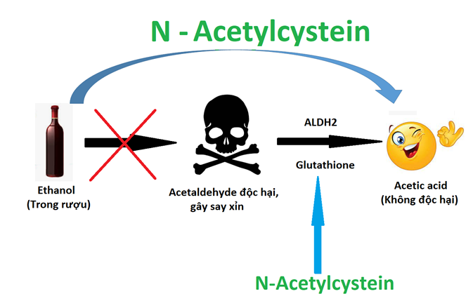 Cơ chế tác dụng của N-Acetylcystein