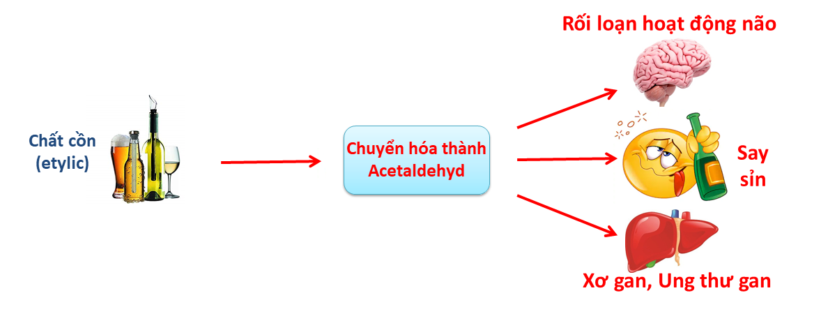 Quá trình chuyển hóa của rượu bia tại gan