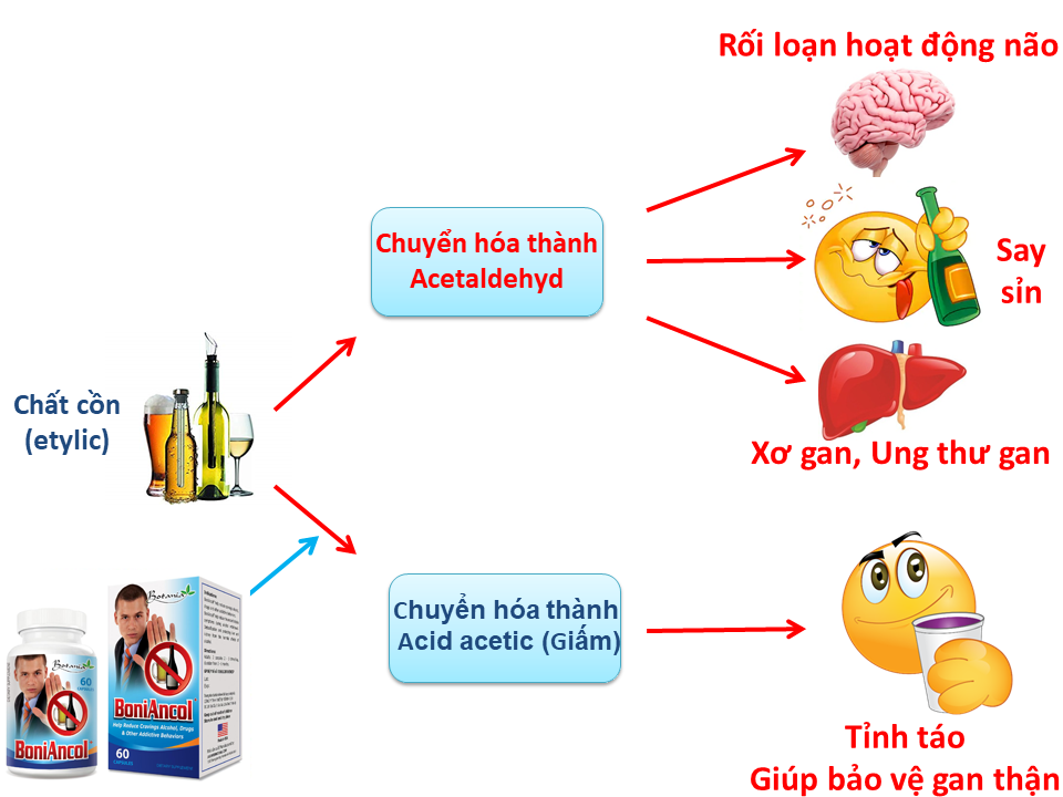 BoniAncol là gì? BoniAncol có tốt không?