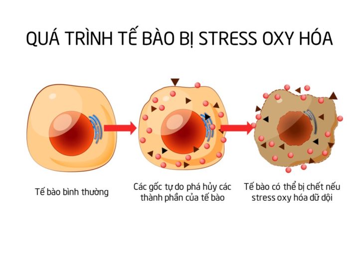 Fucoidan giúp chống oxy hóa và gốc tự do