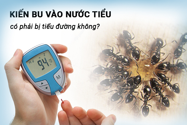 Kiến bu vào nước tiểu có phải bị tiểu đường không?