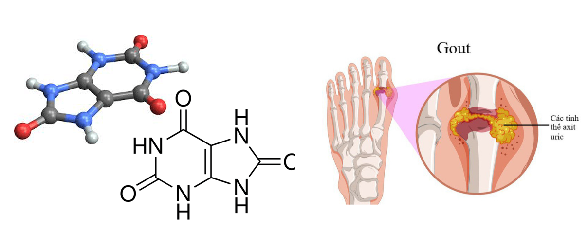 Hạt cần tây có tác dụng giúp hạ acid uric máu theo 3 cơ chế đột phá