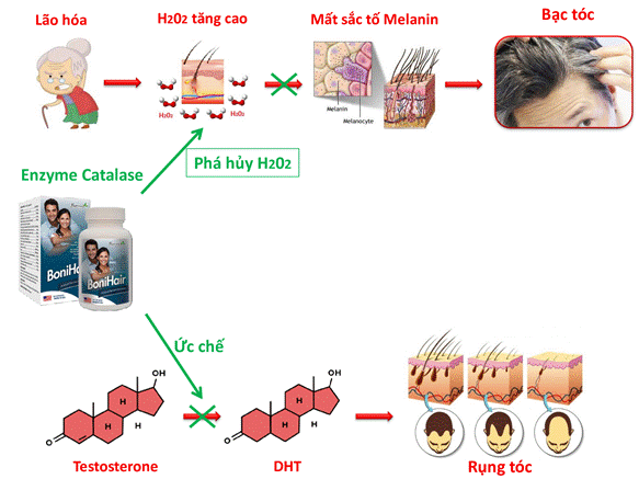 Cơ chế và thành phần BoniHair