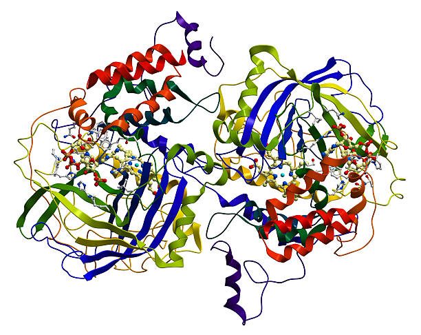 Enzyme catalase là gì?