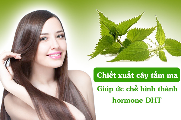 Chiết xuất cây tầm ma có tác dụng giúp ức chế hình thành hormone DHT