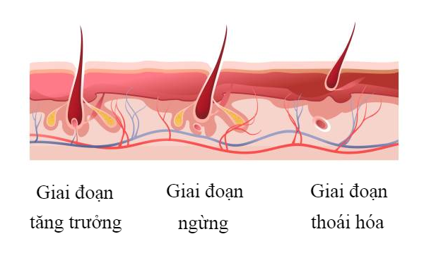 Chu kỳ phát triển của tóc