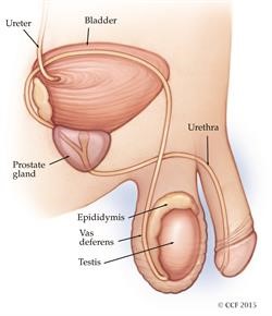 Phì đại tiền liệt tuyến kiêng ăn gì và nên ăn gì?