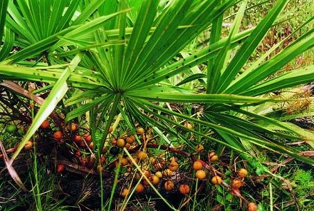 Cây cọ lùn