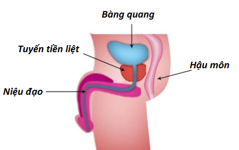 Vị trí của tiền liệt tuyến trong cơ thể