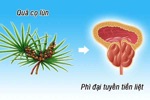 Quả cọ lùn - Khắc tinh lớn nhất của bệnh phì đại tuyến tiền liệt