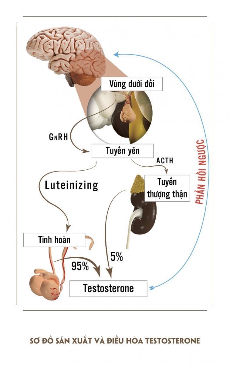 hormone sinh dục nam testosterone