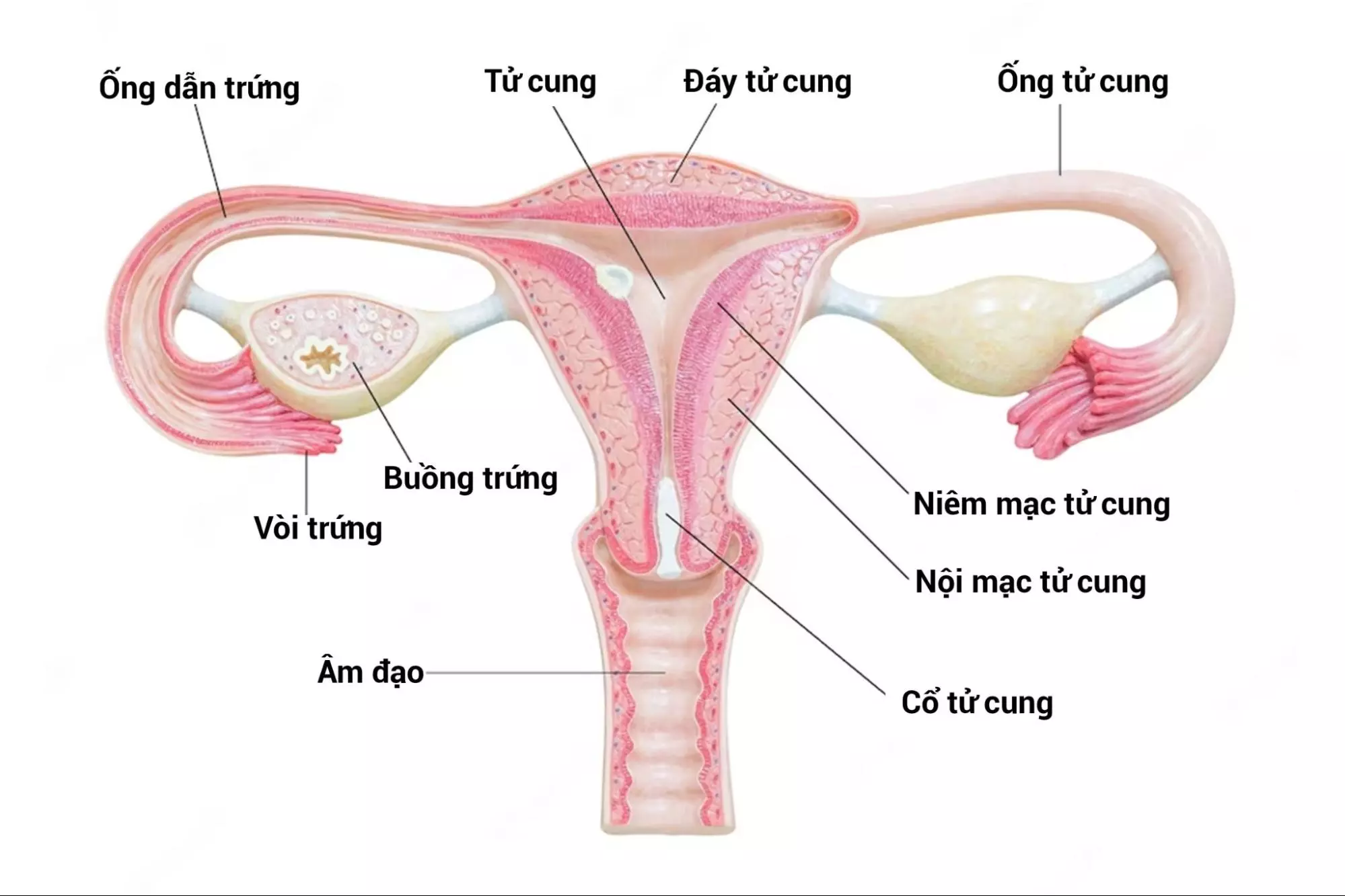 Vị trí buồng trứng