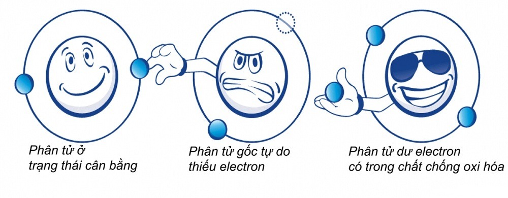 Oxy hóa và chất chống oxy hóa