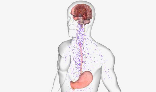  Mất ngủ gây rối loạn nội tiết tố, tăng hormone thèm ăn và giảm hormone tạo cảm giác no