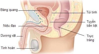 tuyến tiền liệt là gì